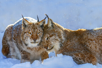 Two Lynx in the snow. Wildlife scene from winter nature © byrdyak