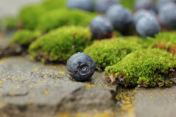 Drops of water fall on the sweet one blueberry.