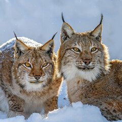 Two Lynx in the snow. Wildlife scene from winter nature © byrdyak