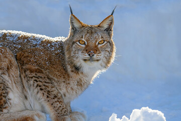 Lynx in the snow. Wildlife scene from winter nature