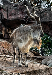 Markhor male on the rock. Latin name - Capra falconeri	