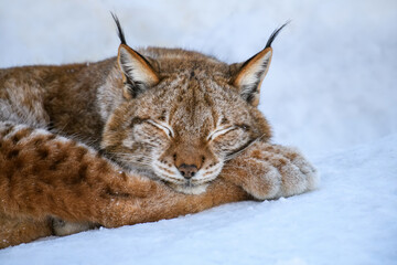 Lynx sleep in the snow. Wildlife scene from winter nature © byrdyak