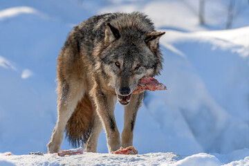 Gray wolf, Canis lupus, eat meat in the winter forest.