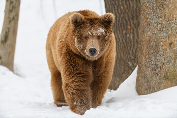Fototapeta na wymiar Wild adult Brown Bear (Ursus Arctos) in the winter forest. Dangerous animal in natural habitat