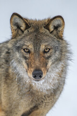 Fototapeta premium Close up portrait wolf in winter forest background