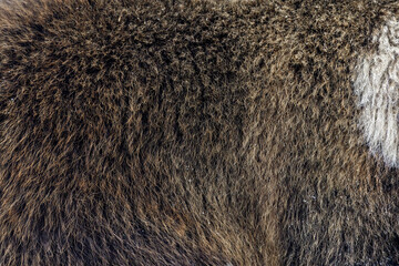 Close real brown bear fur texture