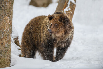 Obraz premium Wild adult Brown Bear (Ursus Arctos) in the winter forest. Dangerous animal in natural habitat