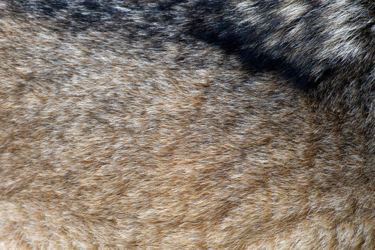 Real texture of silver wolf fur