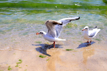 Beautiful large white seagulls walks on beach, against the background of the sea, river, lake, bay,ocean. Sea gull near the waves, water in summer, spring. Odessa, Ukraine