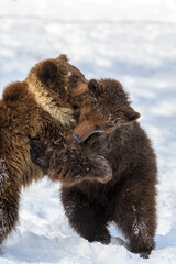 Two wild adult Brown Bear (Ursus Arctos) in the winter forest. Dangerous animal in natural habitat