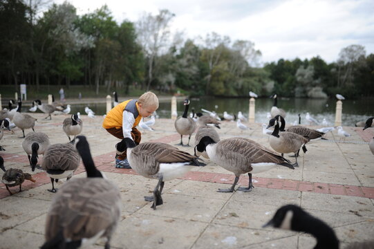 Cute little blond boy in yellow jacket feeding geese at the lake in England