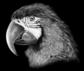 Monochrome portrait of a parrot isolated on black background. Hand drawing sketch