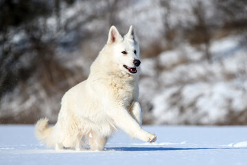 White Swiss Shepherd dog running on snow