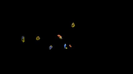 Colorful ornamental marine fish swimming vigorously, with Alpha, used in the fish tank composition