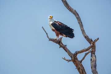 African Fish Eagle (Haliaeetus vocifer) perched in dead tree against blue sky