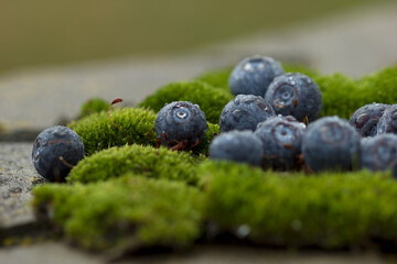 Collection of blue berries. 