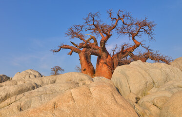 African Baobab (Adansonia digitata) growing on rocks of Kubu Island, Makgadikgadi salt pan,...