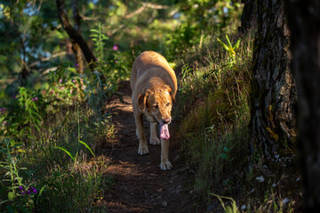 A big dog walks in the forest in the morning with a warm light.