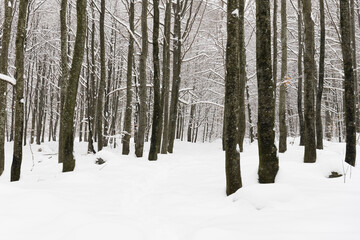 snow covered path