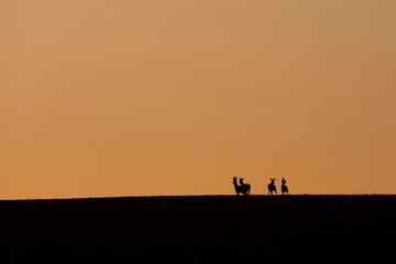 Fototapeta na wymiar silhouette of a team of roe deers