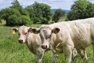 Naklejka na ściany i meble Two white cows standing in grassland on a farm near Potzbach, Germany.