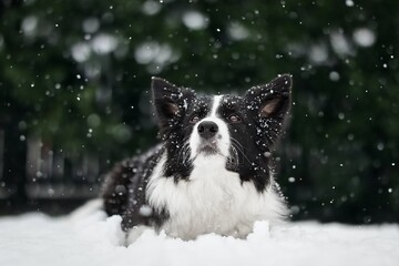 Close up of Lying Border Collie in the Snow. Adorable Black and White Dog in Winter Garden during Snowfall.