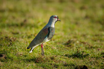  Southern lapwing (Vanellus chilensis) on grassland
