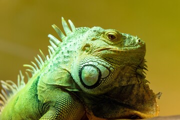 portrait of green iguana on yellow background