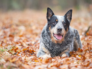 Young blue heeler dog looking into view. Happy working breed dog is  laying with leaves in autum