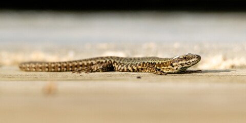 view of wall lizard on wooden board