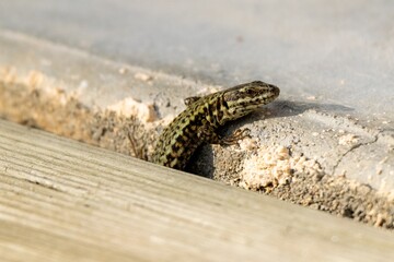 view of wall lizard on wooden board