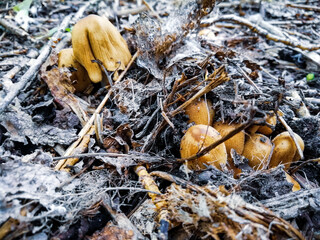 Mushrooms Psilocybe Cerbia in the forest.