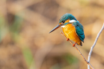 Common Kingfisher perching on a perch