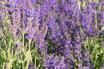 Purple meadow flowers in sunny day. All shades of violet: purple, mauve, lilac, electric, grape color.  Selective focus.