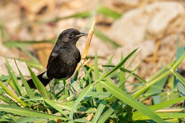 Pied Bushchat perching on top of fresh green grass