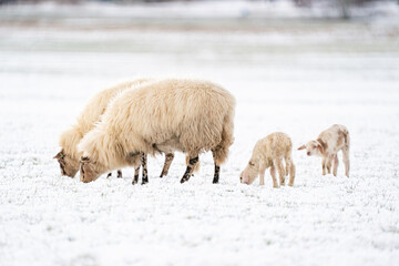 Flock of sheep with lambs, eating grass covered with snow. Winter on the farm