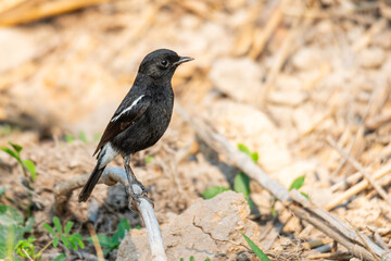 Pied Bushchat perching on a perch