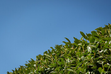 Sichtschutz - Kirschlorbeer