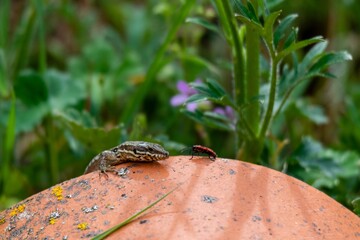 view of firebug versus wall lizard