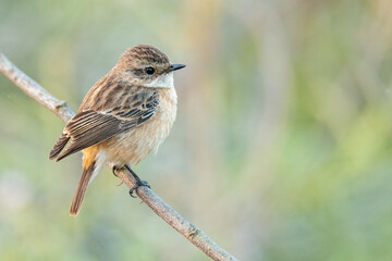 Obraz premium Eastern Stonechat perching on a perch
