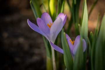 Fototapeta premium Violette Krokus Blume