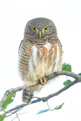 Asian Barred Owlet looking straight isolated on white background