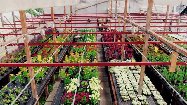 Aerial Shooting in Big Greenhouse. General Top view of Cultivation Process. Camera Flies among Big Glasshouse. Production of Flower and Plants, Agribusiness, A lot of Blossoming Flowers and Plants.