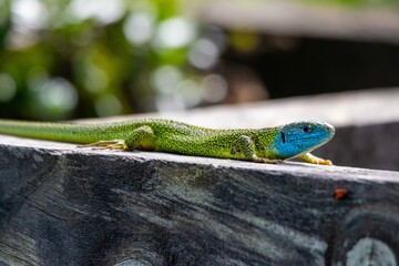portrait of occidental green lizard