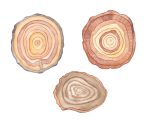 Watercolor Wooden Slices Hand Drawing illustration clipart