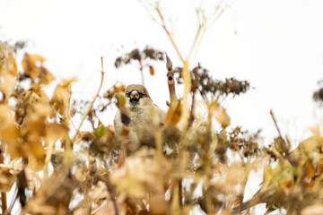 Portrait of a sparrow hidden in an overblown hydrangea branch. Looks straight into the camera, against a white sky. Selective focus and blurry leaves