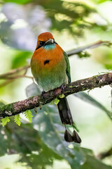 Turquoise-browed motmot - Eumomota superciliosa also Torogoz, colourful tropical bird Momotidae with long tail, Central America from south-east Mexico to Costa Rica