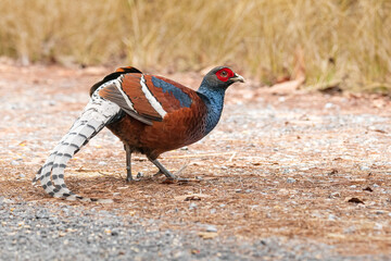 Bar-tailed pheasant standing on the roadside