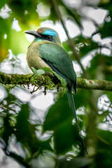 Turquoise-browed motmot - Eumomota superciliosa also Torogoz, colourful tropical bird Momotidae with long tail, Central America from south-east Mexico to Costa Rica