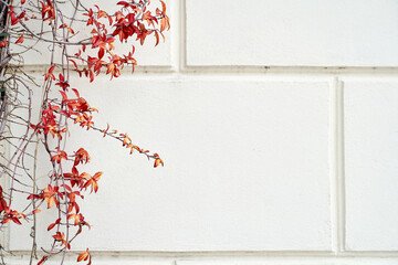 Red and orange leaves and brown old branches plant on the grey wall texture. High quality photo